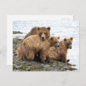 Niedliche Kleintiere | Bären und Kneipen Postkarte (Vorne/Hinten)