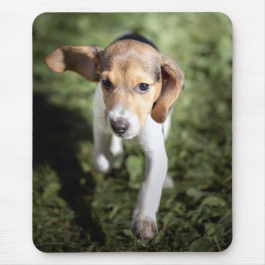 Niedliche Kleintiere | Beagle Welpe Mousepad (Vorne)