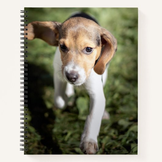 Niedliche Kleintiere | Beagle Welpe Notizblock (Vorderseite)