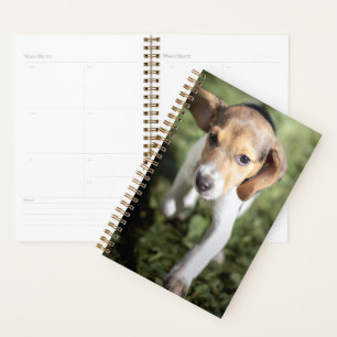 Niedliche Kleintiere   Beagle Welpe Planer