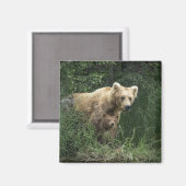 Niedliche Kleintiere | Bear Mama Bear & Ihre Cubs Magnet (Vorderseite/Rückseite)