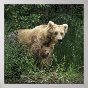 Niedliche Kleintiere   Bear Mama Bear & Ihre Cubs Poster