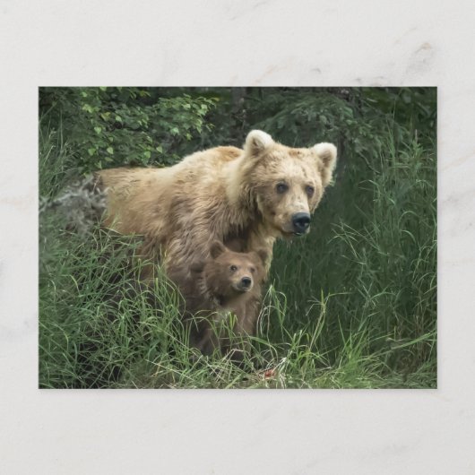 Niedliche Kleintiere | Bear Mama Bear & Ihre Cubs Postkarte (Vorderseite)