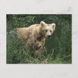 Niedliche Kleintiere   Bear Mama Bear & Ihre Cubs Postkarte