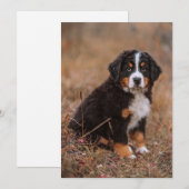 Niedliche Kleintiere | Bernese Mountain Dog Dankeskarte (Vorne/Hinten)