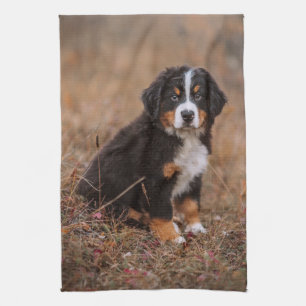 Niedliche Kleintiere   Bernese Mountain Dog Geschirrtuch