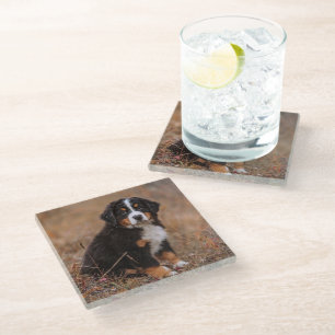 Niedliche Kleintiere Bernese Mountain Dog Glasuntersetzer
