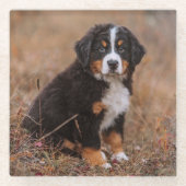 Niedliche Kleintiere | Bernese Mountain Dog Glasuntersetzer (Vorderseite)