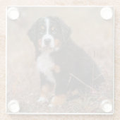 Niedliche Kleintiere | Bernese Mountain Dog Glasuntersetzer (Rückseite)