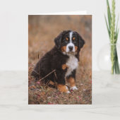Niedliche Kleintiere | Bernese Mountain Dog Karte (Vorderseite)