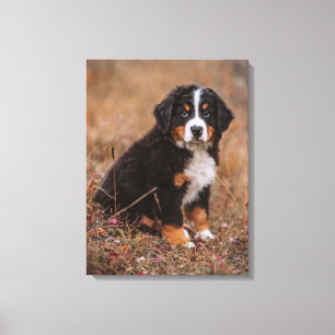 Niedliche Kleintiere Bernese Mountain Dog Leinwanddruck