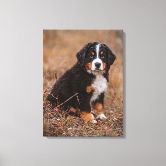 Niedliche Kleintiere | Bernese Mountain Dog Leinwanddruck (Vorderseite)