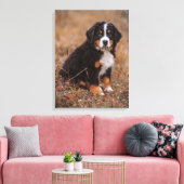 Niedliche Kleintiere | Bernese Mountain Dog Leinwanddruck (Insitu (Wohnzimmer))