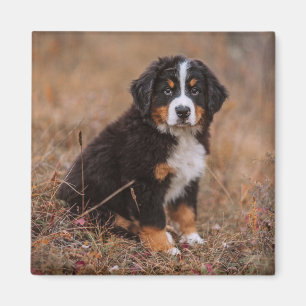 Niedliche Kleintiere Bernese Mountain Dog Magnet