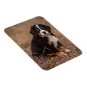 Niedliche Kleintiere | Bernese Mountain Dog Magnet (Rechte Seite)