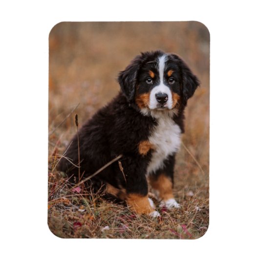 Niedliche Kleintiere | Bernese Mountain Dog Magnet (Vertikal)