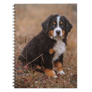 Niedliche Kleintiere Bernese Mountain Dog Notizblock