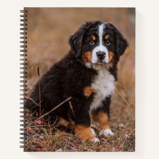 Niedliche Kleintiere | Bernese Mountain Dog Notizblock (Vorderseite)