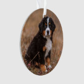 Niedliche Kleintiere | Bernese Mountain Dog Ornament (Vorderseite)