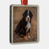 Niedliche Kleintiere | Bernese Mountain Dog Ornament Aus Metall (Rechts)