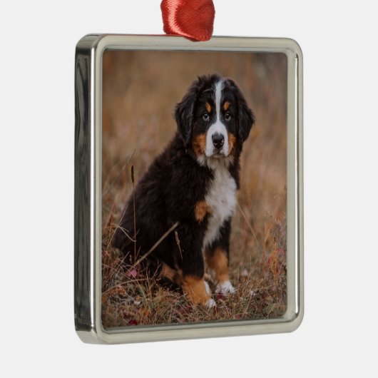 Niedliche Kleintiere | Bernese Mountain Dog Ornament Aus Metall (Rechts)