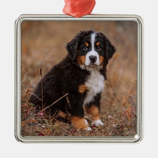 Niedliche Kleintiere | Bernese Mountain Dog Ornament Aus Metall (Vorne)