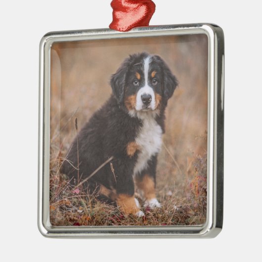 Niedliche Kleintiere | Bernese Mountain Dog Ornament Aus Metall (Links)