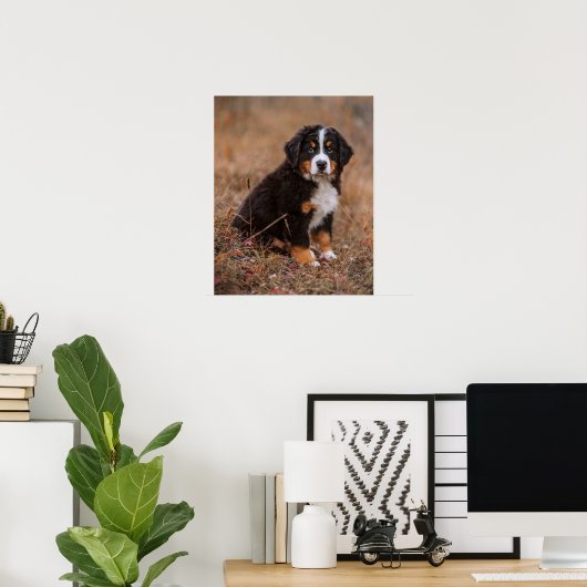 Niedliche Kleintiere | Bernese Mountain Dog Poster (Heimbüro)