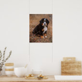 Niedliche Kleintiere | Bernese Mountain Dog Poster (Küche)
