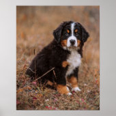 Niedliche Kleintiere | Bernese Mountain Dog Poster (Vorne)