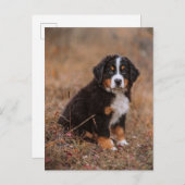 Niedliche Kleintiere | Bernese Mountain Dog Postkarte (Vorne/Hinten)