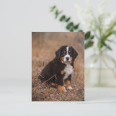 Niedliche Kleintiere | Bernese Mountain Dog Postkarte (Stehend Vorderseite)