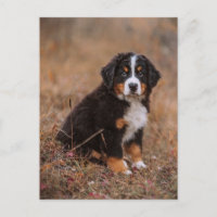 Niedliche Kleintiere | Bernese Mountain Dog
