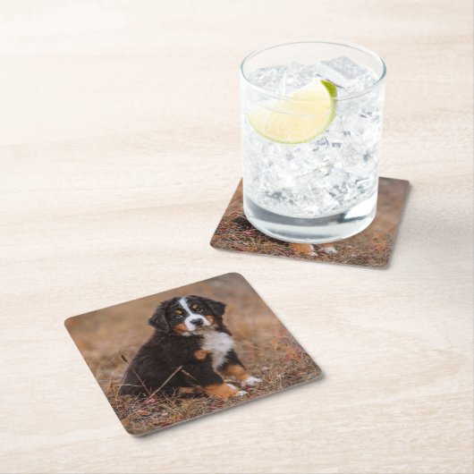 Niedliche Kleintiere | Bernese Mountain Dog Rechteckiger Pappuntersetzer (Vor Ort)