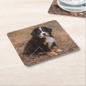 Niedliche Kleintiere | Bernese Mountain Dog Rechteckiger Pappuntersetzer (angewinkelt)