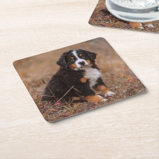 Niedliche Kleintiere | Bernese Mountain Dog Rechteckiger Pappuntersetzer (angewinkelt)