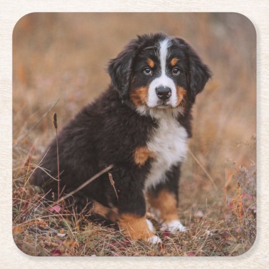 Niedliche Kleintiere | Bernese Mountain Dog Rechteckiger Pappuntersetzer (Vorderseite)