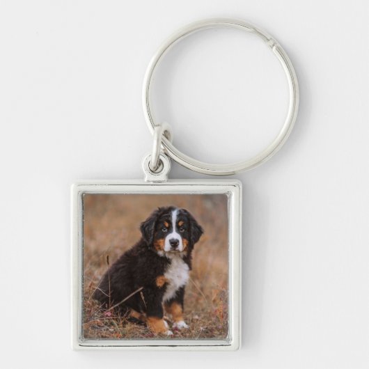 Niedliche Kleintiere | Bernese Mountain Dog Schlüsselanhänger (Vorne)