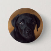 Niedliche Kleintiere | Black Labrador Puppy Button (Vorderseite)