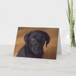 Niedliche Kleintiere Black Labrador Puppy Karte