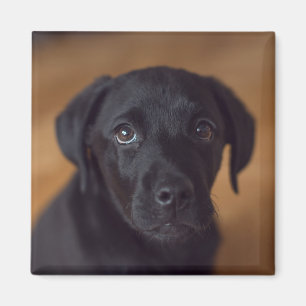 Niedliche Kleintiere Black Labrador Puppy Magnet