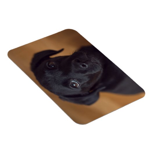 Niedliche Kleintiere | Black Labrador Puppy Magnet (Rechte Seite)