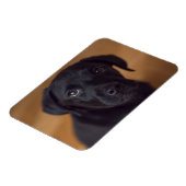 Niedliche Kleintiere | Black Labrador Puppy Magnet (Linke Seite)