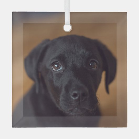 Niedliche Kleintiere | Black Labrador Puppy Ornament Aus Glas (Vorderseite)