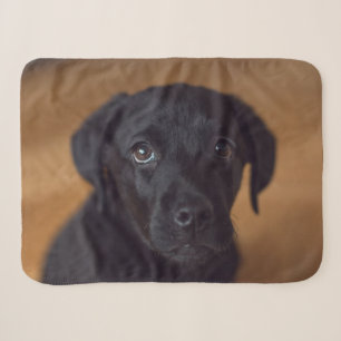 Niedliche Kleintiere Black Labrador Puppy Sherpadecke