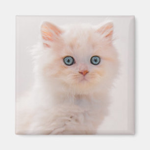 Niedliche Kleintiere Blue Eye Kitten Magnet