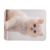Niedliche Kleintiere | Blue Eye Kitten Magnet (Horizontal)