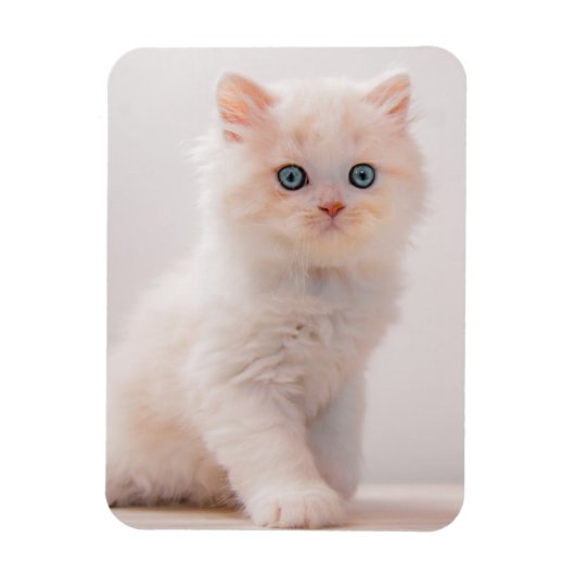 Niedliche Kleintiere | Blue Eye Kitten Magnet (Vertikal)