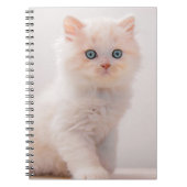 Niedliche Kleintiere | Blue Eye Kitten Notizblock (Vorderseite)