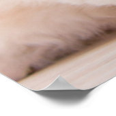 Niedliche Kleintiere | Blue Eye Kitten Poster (Ecke)